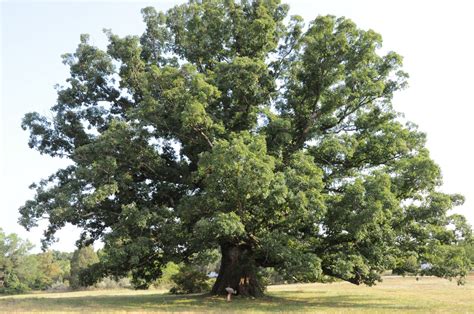 White Oak — A Majestic Native Species | Piedmont Master Gardeners