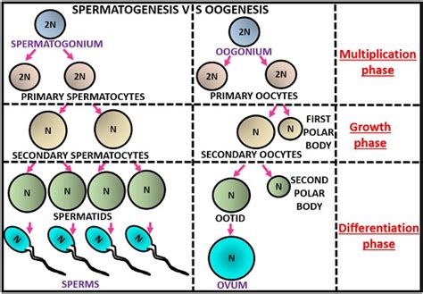 Spermatogenesis And Oogenesis Animation