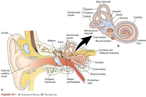 Anatomy of the Inner Ear