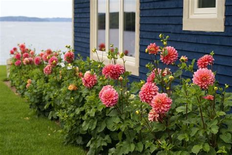 Always so wonderful - Dahlia garden design