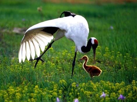 Red Crowned Crane