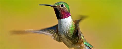 Hummingbirds Can See Colors invisible to humans | Hummingbird ...