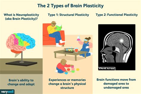 How Experience Changes Brain Plasticity (Neuroplasticity)