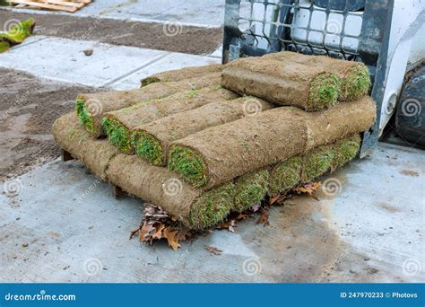 New Lawn Rolls of Fresh Grass Turf Ready To Be Used for Gardening Stock ...