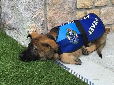 German Shepherd Police Dog Puppies | PETSIDI