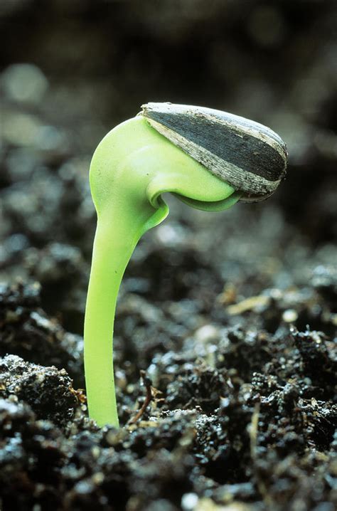 Germinating Sunflower Seed Photograph by Steve Taylor/science Photo ...