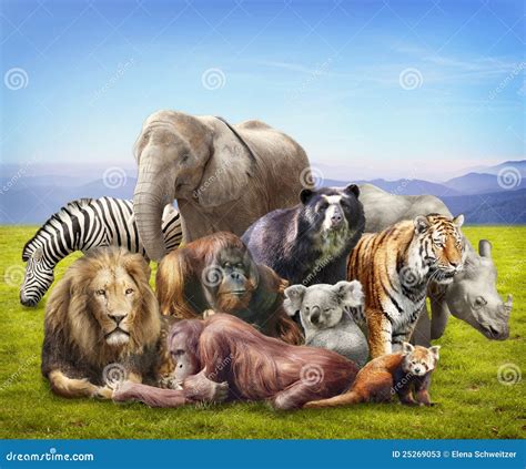 Group of animals stock image. Image of mammals, panda - 25269053