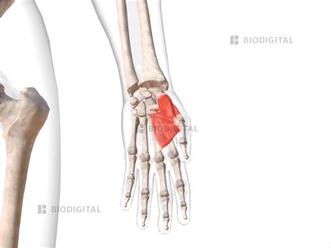 Thenar muscles of left hand | BioDigital Anatomy