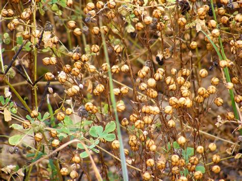 Days on the Claise: Flax Cultivation in the Touraine