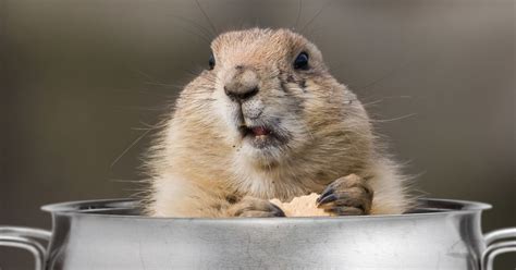 Ugh, More Winter ... Here Are Some Delicious Groundhog Recipes! | HuffPost