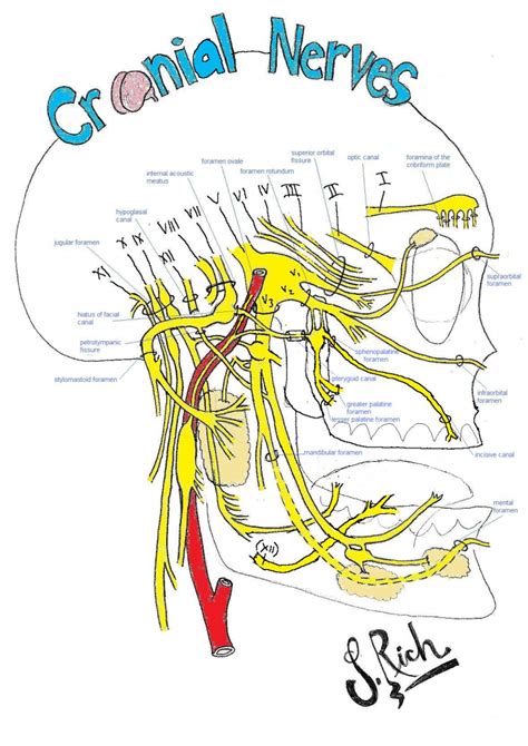 Cranial Nerve Drawing at GetDrawings | Free download