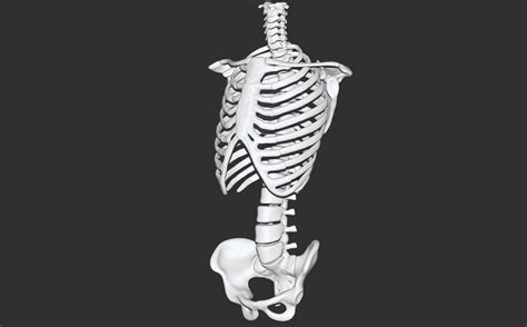 Mark Klein-Horsman - Skeleton T-Pose