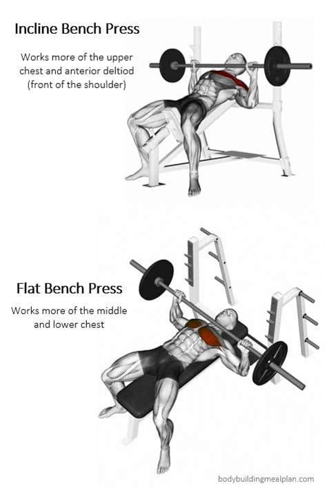 Incline Bench Press vs Flat Bench Press Muscles Worked Split Workout Routine, Shoulder Workout ...