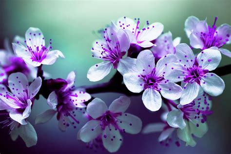 Cherry Blossom - Purple and White Flower Photography Photograph by Wall ...