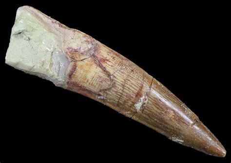 2.59" Spinosaurus Tooth - Real Dinosaur Tooth For Sale (#52105) - FossilEra.com