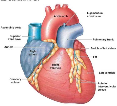 Anterior Wall Of The Heart mar human anterior wall of the heart anatomy heartupdate photo image ...