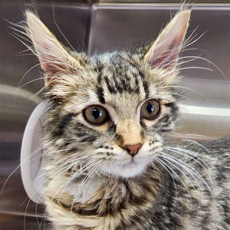 Cats for Adoption in Dane, Wisconsin | Alpha Paw