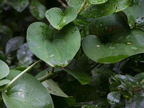 Greenbrier Plant Control - Tips On Getting Rid Of Greenbrier Weeds