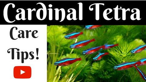 Cardinal Tetra Care Tips - YouTube