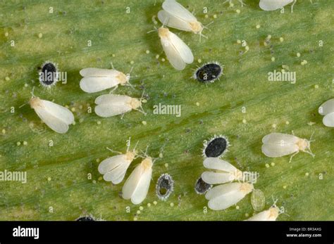 Glasshouse whitefly adults encarsia formosa hi-res stock photography ...