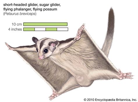 Short-headed glider | marsupial | Britannica