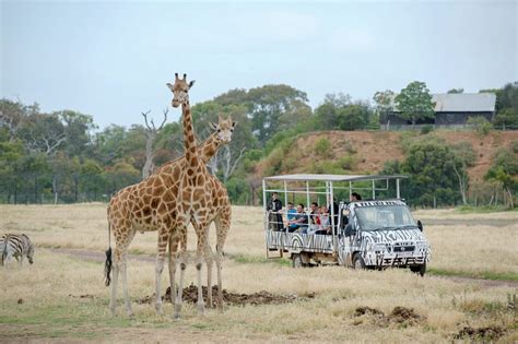 Melbourne: Werribee Open Range Zoo Admission Ticket | GetYourGuide