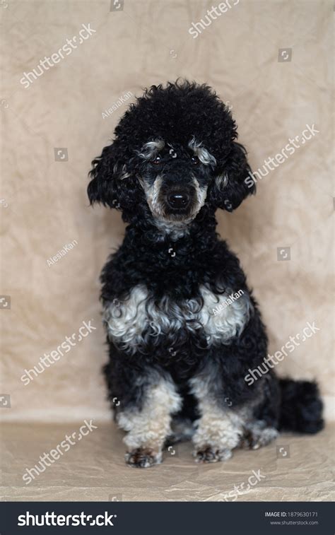 30 Phantom Poodle Images, Stock Photos & Vectors | Shutterstock