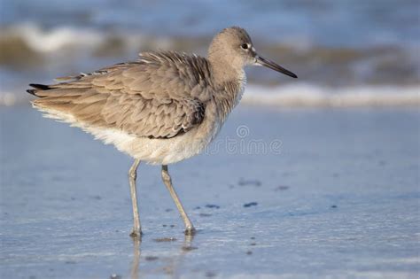 Shore Bird Willet is Standing in the Water on the Ocean Beach Stock Image - Image of white ...