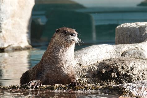 otters (5) - Texas State Aquarium