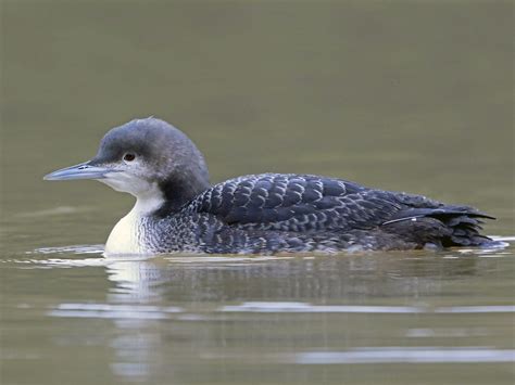 Pacific Loon - eBird