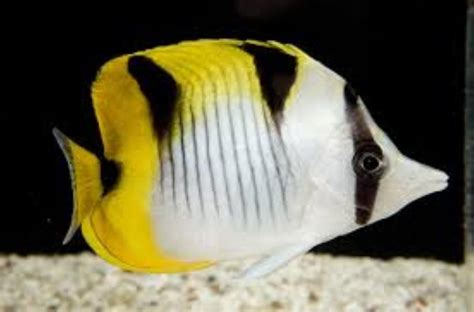 Blackwedged Butterflyfish Information and Picture | Sea Animals