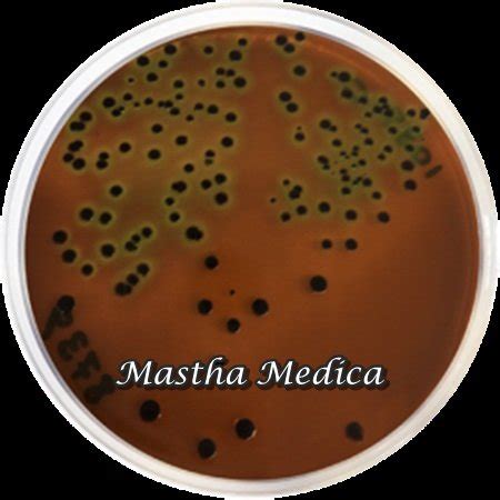 Jual Eosin Methylene Blue Agar 1 Pack di Lapak Mastha Medica | Bukalapak