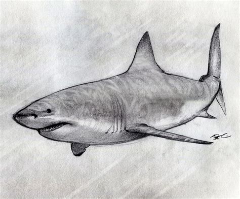 Картинки по запросу great white shark sketch | Shark sketch, Shark painting, Shark art