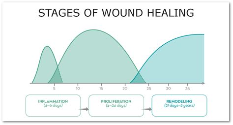 What To Know About Tissue Healing Timelines | The Prehab Guys