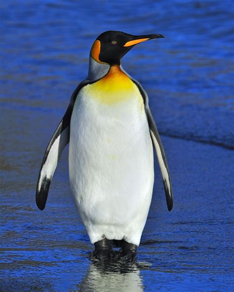 Out Of Water by Tony Beck / 500px | Penguin pictures, Penguins, King ...