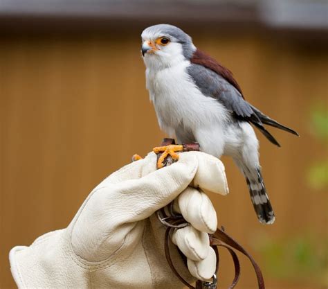 This is a pygmy falcon. It is the smallest raptor on the continent. As a small falcon, only 19 ...