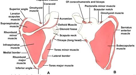 scapula pain Archives - SAMARPAN PHYSIOTHERAPY CLINIC AHMEDABAD