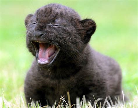 3-week-old black panther cub : r/pics