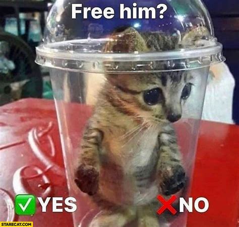 Cat kitty in a drink package free him yes no you choose | StareCat.com