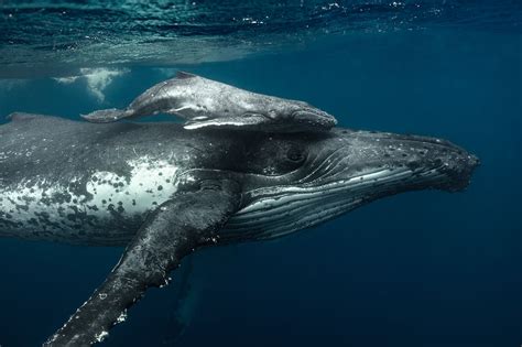 Photo of the Day | Majestic animals, Humpback whale, Whale