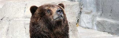 Bear Species - Animal Facts and Information