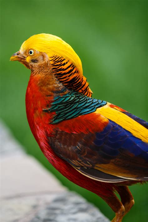 Golden Pheasant Free Stock Photo - Public Domain Pictures