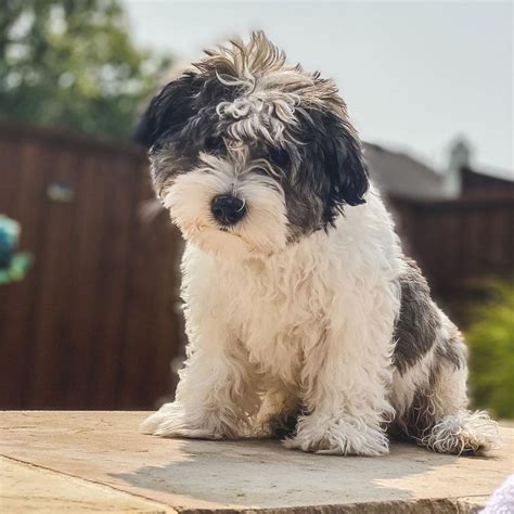 Schnoodle Puppies in Ohio – Top 4 Breeders!