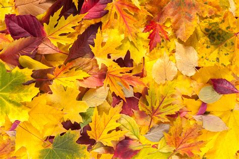 What are the Best Trees for Fall Color? - Keil Tree Experts, Inc.