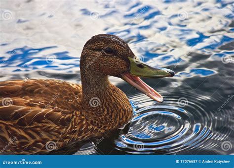 Quacking Young Muscovy Duck Isolated Royalty-Free Stock Photography | CartoonDealer.com #185859899