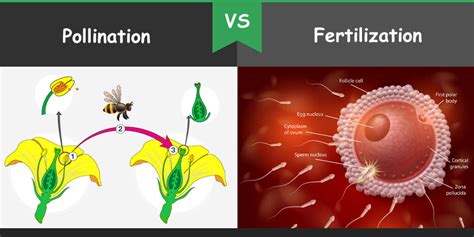 Difference between Pollination and Fertilization – Bio Differences