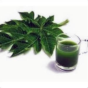 Papaya Leaf Extract at Best Price in Kannur, Kerala | Bioveda Naturals