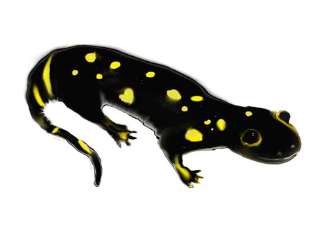 salamander art print / animal amphibian endangered species