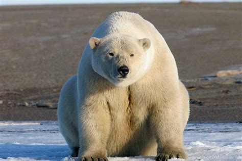 Polar Bear - Wallpics.Net