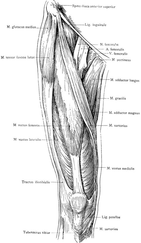 Human Thigh Muscle Anatomy - Posterior Muscles Hamstring Anatomy Muscle ...